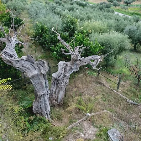 Borgo Agrituristico Il Pino * Crecchio